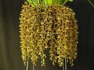 Cymbidium Sweet Devon