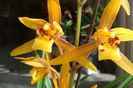 Cymbidium