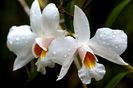 Dendrobium formosum