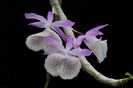 Dendrobium primulinum