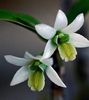 Dendrobium scabrilingue