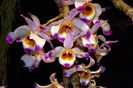 Dendrobium wardianum