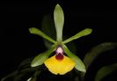 Epidendrum