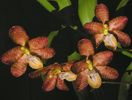 Esmeralda cathcartii
