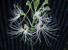 Habenaria medusa
