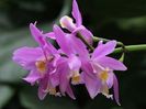 Laeliocattleya