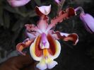 Myrmecophila grandiflora