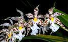 Odontoglossum blandum