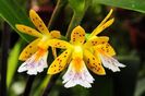 Oerstedella wallisi