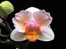 Phalaenopsis jasmine