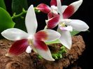 Phalaenopsis tetraspis