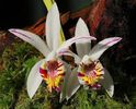 Pleione maculata