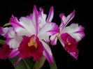 Rhyncholaelia vizcarra gloria
