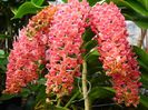 Rhynchostylis gigantea