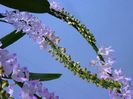Rhynchostylis retusa
