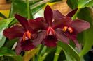 Sophrolaelio Cattleya