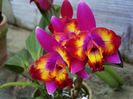 Sophrolaeliocattleya