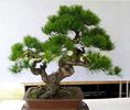 RarJapanese Pinus Bonsai 2ron