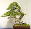 RarJapanese Pinus Bonsai 2ron