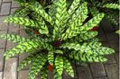 Thalia Dealbata 2ron