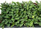 Thalia Dealbata 2ron