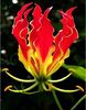 Garland Flame Lilium 1,5ron