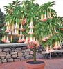 Datura Bonsai Brugmansia 1,5ron