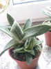 Gasteria little warty