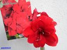 SAM_2256  158 feb.2016