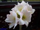SAM_2259  18 feb.2016 Picotee