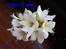 SAM_2260  18 feb.2016 Picotee