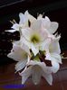 SAM_2263  18 feb.2016