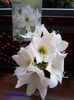 SAM_2265  18 feb.2016
