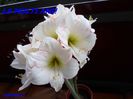 SAM_2269  18 feb.2016