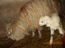 Picture 035