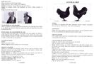 Australorp 1