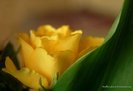 Yellow_Softness_by_theshinyrock