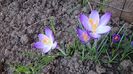 Crocus (branduse)