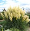 Cortaderia Grass 0,2ron