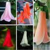 Lapageria rosea 1,5ron