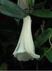 Lapageria rosea 1,5ron