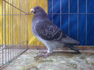 Mascul MATCA
