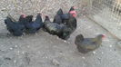 5 găini Vîndut