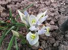 Irisi pitici
