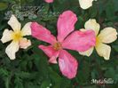 Mutabilis   1.2-3m parf moder