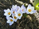 crocus Blue Pearl