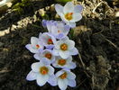 crocus Blue Pearl