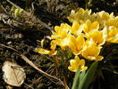 crocus Cream Beauty