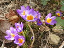 crocus Tricolor