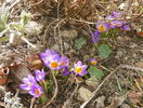 crocus Tricolor